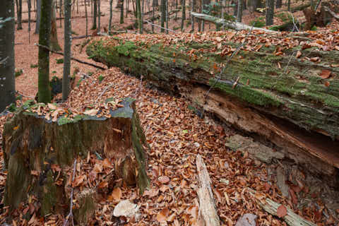 Gemeinde Bayerisch_Eisenstein Landkreis Regen Hans-Watzlik-Hain Totholz (Dirschl Johann) Deutschland REG